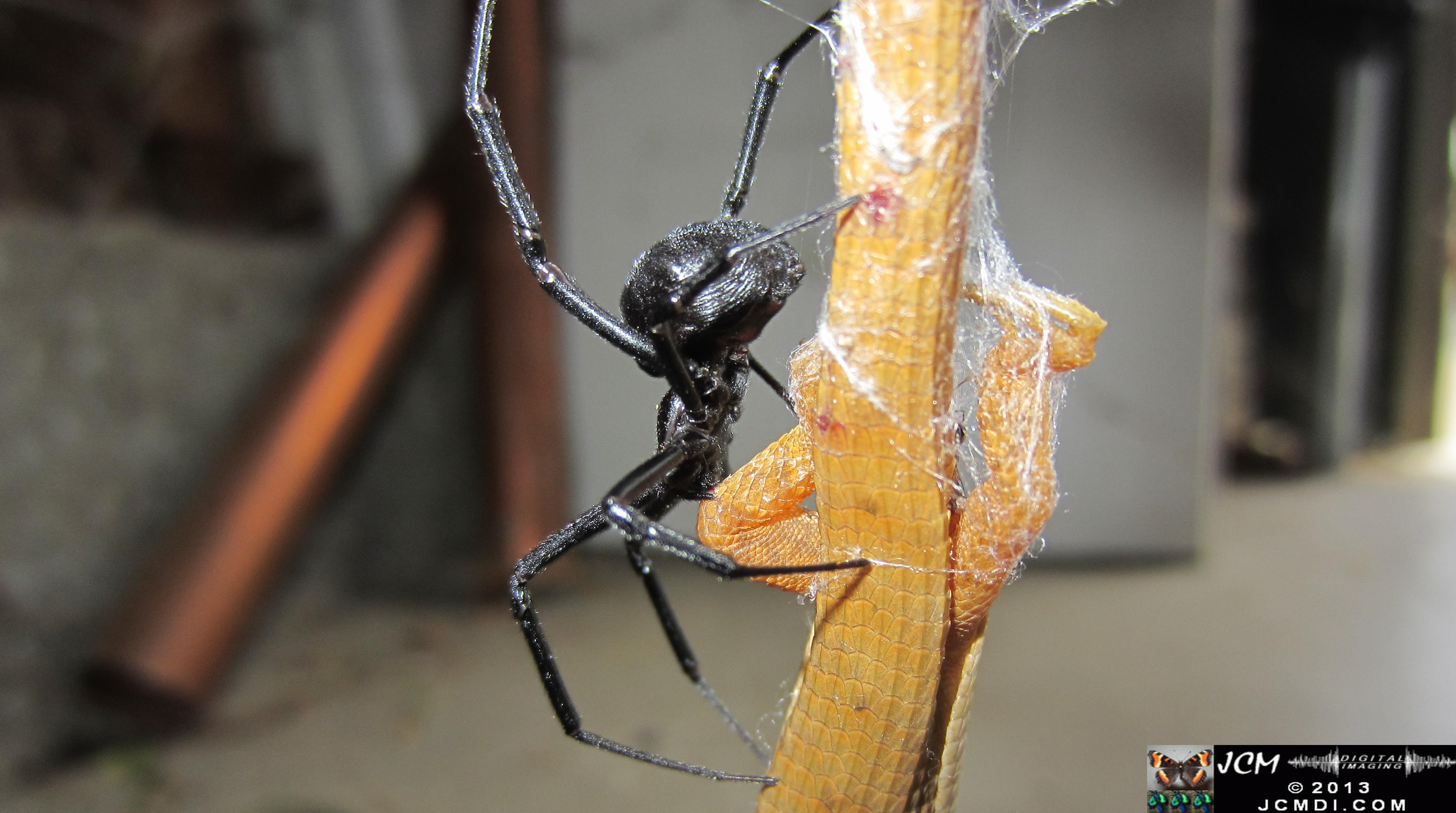 Black Widow vs (and EATS) Alligator Lizard